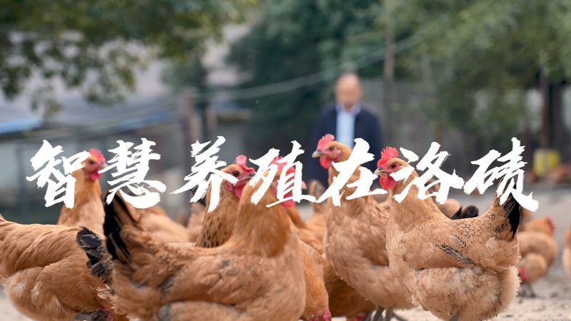逆转录试剂盒：揭秘其应用与选购要点